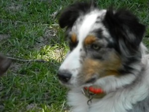 Australian Shepherd Puppies for Sale in GA